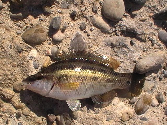 pestisoriii de aur - pic5997.JPG